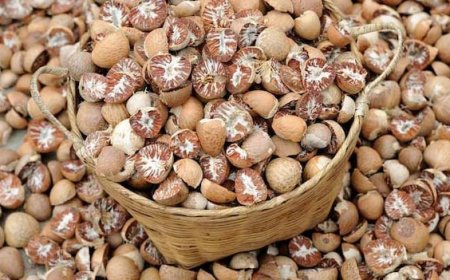 Establishing a Profitable Areca Nut Processing Plant Setup 2025, Project Cost Details