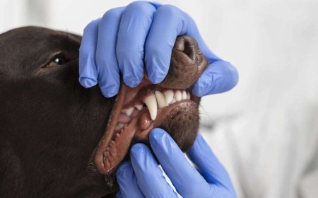 Why Your Pet’s Dental Health Deserves More Attention Than You Think