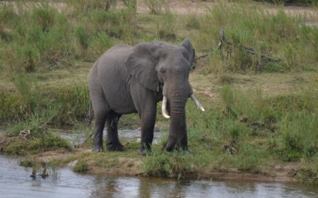 Best Safari Company in Tanzania: Top Picks for Unforgettable Trips