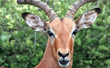 Best Time to Visit Tanzania for Safari: Month-by-Month Guide