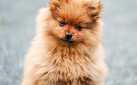 Buy Pet Food Online: Convenience, Variety & Smart Savings