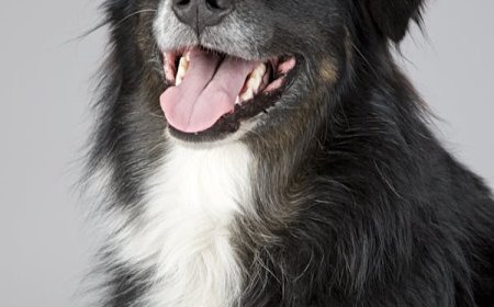 Buy Pet Accessories Online: Style, Comfort & Essentials Delivered