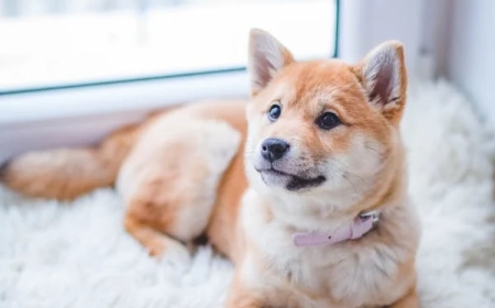 Buy Pet Food in Bulk: Save Money, Time & Keep Your Pets Happy