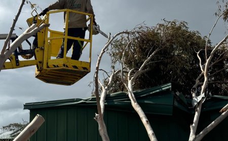 The Expert Guide to Safe Hazardous Tree Removal: Benj Geerling’s Methodology