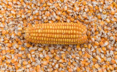 Top Rabi Crops in India for Profitable Winter Farming