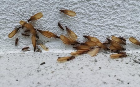 Termites in Central Texas: Early Signs and Prevention Tips