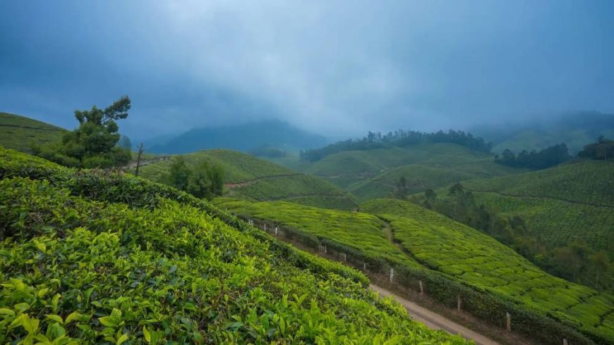 Munnar Tour – Escape to Kerala’s Green Paradise