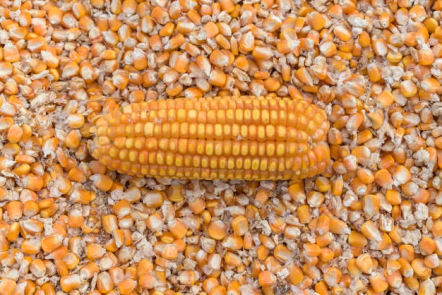 Top Rabi Crops in India for Profitable Winter Farming