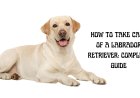 How to Take Care of a Labrador Retriever: Complete Guide
