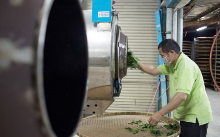 Oolong Tea Manufacturing Plant Feasibility Report 2025: Unit Setup and Requirements