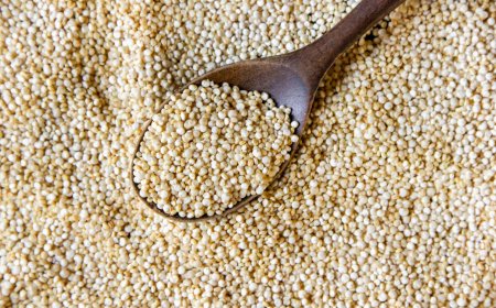 Organic Quinoa Seeds in Pakistan at Affordable Prices