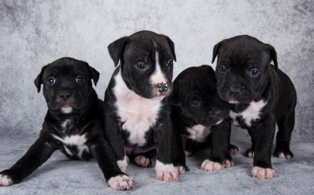 Top Quality Pitbull Puppies for Sale in NY
