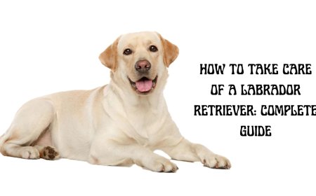 How to Take Care of a Labrador Retriever: Complete Guide