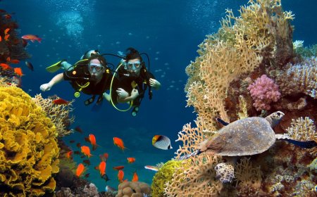 The Hidden Depths of Dubai: A Scuba Diver’s Guide to the UAE's Underwater Wonders