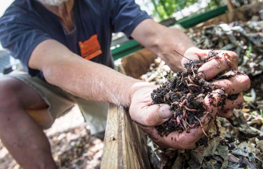 Top 5 Best Worm Composters for Effortless Home Composting in 2025
