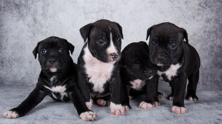Top Quality Pitbull Puppies for Sale in NY